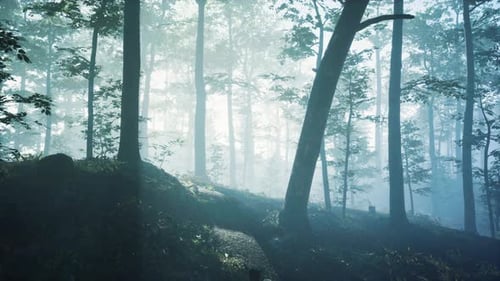 Morning Fog in Deep Forest