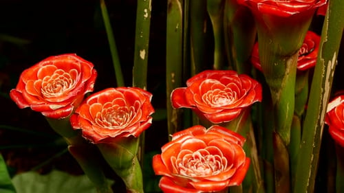 Flowers 018