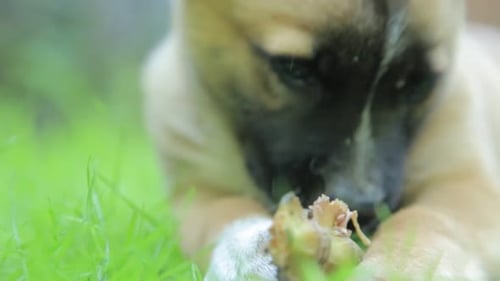 Eat Small Dog Small Dog