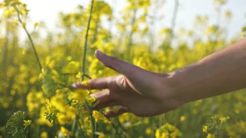 Hand Gently Touching Flowers in a Yellow Field