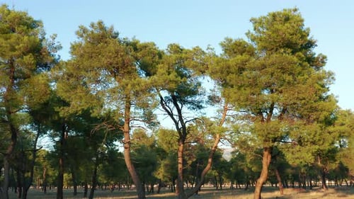 Hohe Pinien in einem Wald - immergrüne Vegetation in einem Park.