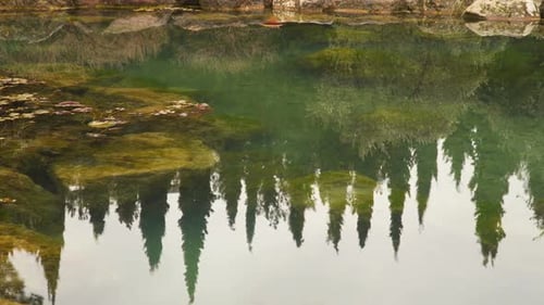 Spiegelung von Zypressen im Teich