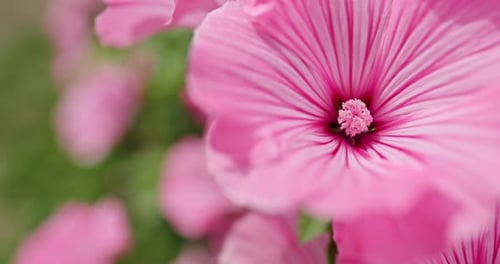 Hibiscus Rosa-sinensis, Known As Chinese hibiscus,China Rose, Hawaiian Hibiscus,rose Mallow and