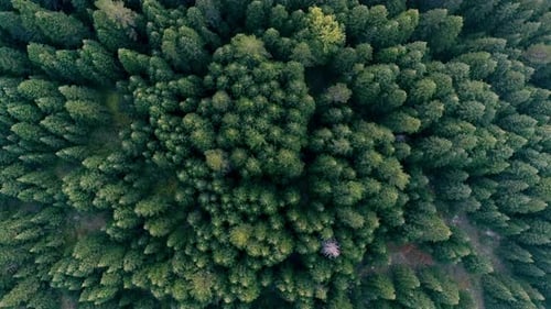 Pine forest and fog.