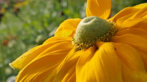 Sunflower Rudbeckia hirta Irish Spring flower shallow DOF natural environment background 4K 3840X2