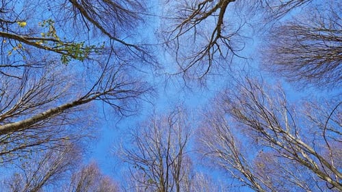 Trees Low Angle (2K)