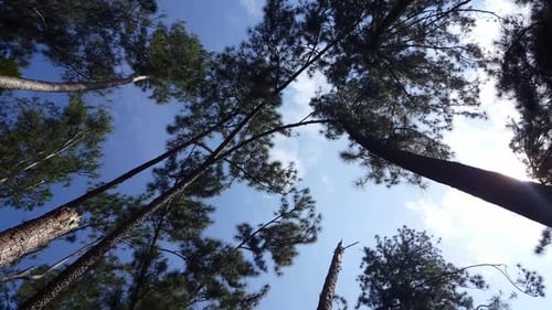 Silhouetter pine forest in blue sky