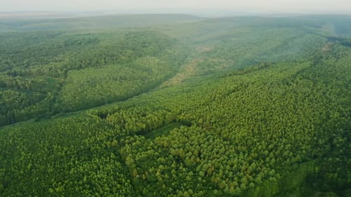 High Angle Drone View of Thick Forest with Green Trees in Misty Summer Morning in Nature