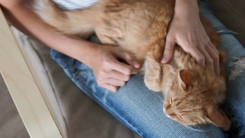 Person Pets Relaxed Orange Tabby Cat on Lap