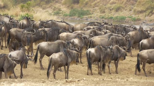 Herd of gnus