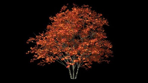 Baum mit Herbstlaub