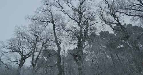 Frosty Beautiful Silhouettes Of Trees