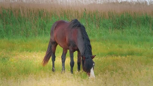 Brown Dark Horse grazing in the field.