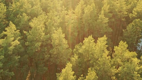Aerial View Of Green Pine Coniferous Forest In Landscape During Sunset In Spring