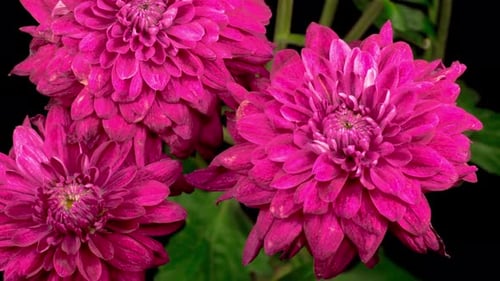 Close Up of Pink Chrysanthemum Flowers Blooming