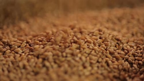 Background Shot of Grain Dropping in Pile at Farm Storage, Wheat Export Quotas
