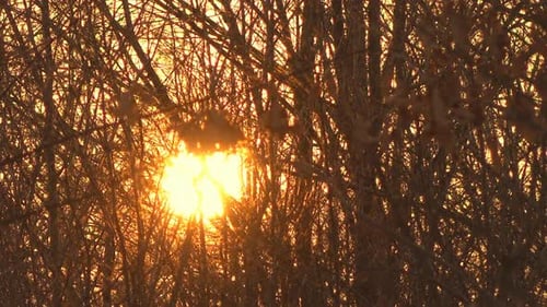 Sun & Trees