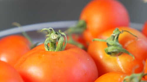 Close Up of Ripe Tomatoes with Green Stems