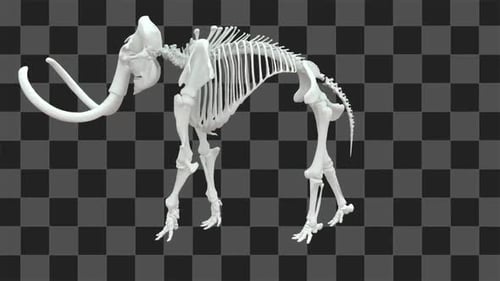 Animated 3D Mammoth Skeleton Walking Cycle