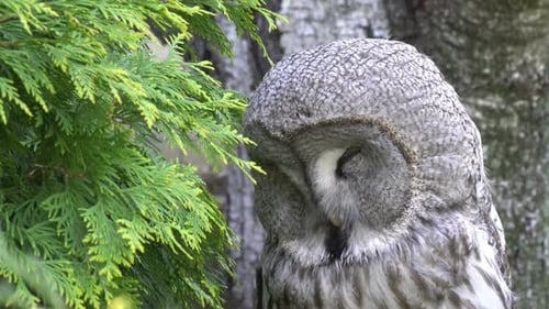 Resting Owl Portrait in Natural Habitat