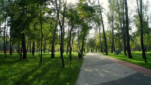 Sunny Park Magic Forest Rays Story Book Tree