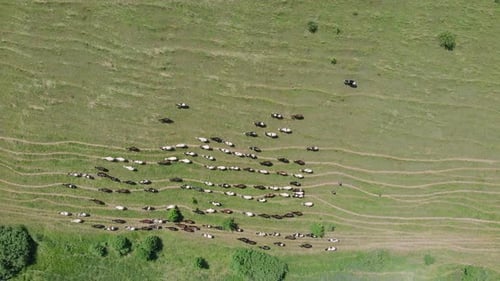 Top drone view of herd of cows in fields.