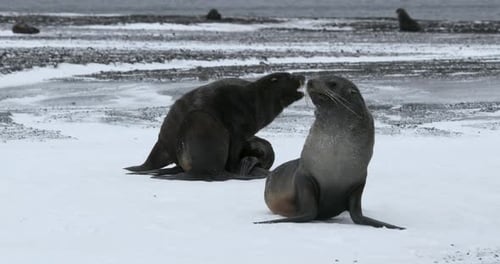 SLO MO MS Fur seals (Arctocephalus gazella) fighting on snow at Deception Island / Antarctic Peninsu