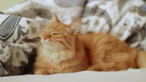 Close up of a Cat Lying on a Bed