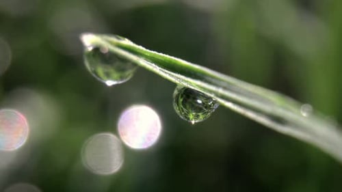 Makrofilm eines Tautropfens auf einem Grashalm