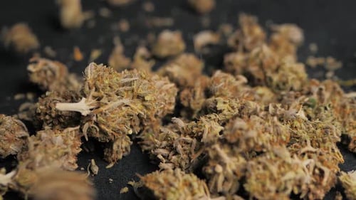Medical Cannabis Jar of Dried and Treated Marijuana Buds Medical Odorous Cannabis From the Fridge