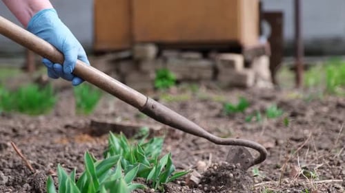 Close Up View of Plucking the Weeds By Hoe