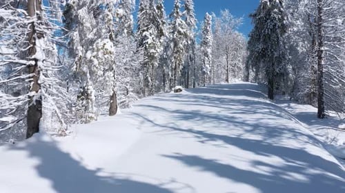 Voler le long du chemin dans une fabuleuse forêt d'hiver