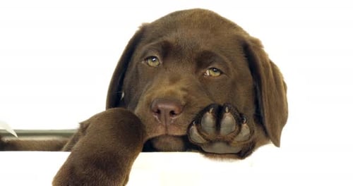 Brauner Labrador Retriever, Welpe stehend in einer Box auf weißem Hintergrund, Normandie, Zeitlupe 4K