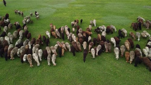 Aerial View at the Sheeps Herd