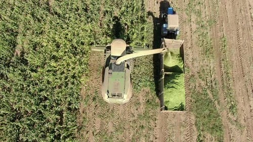 Combine Harvester Gathering Crops in Rural Field