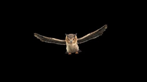 Owl Glide 1