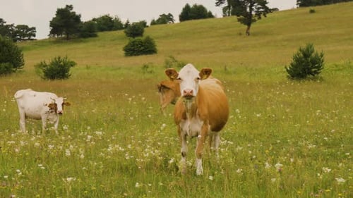 Brown and White Colored Cow Staring at The Camera While Grazing on Green Pasture