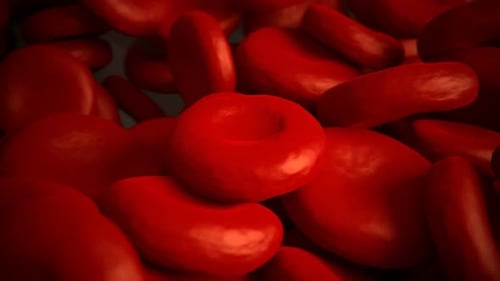 Close up of the red blood cells in the artery. Life in the blood vessel.