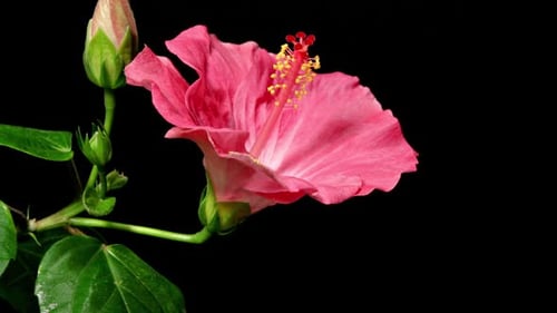 Pink Hibiscus Flower Blooming Time Lapse