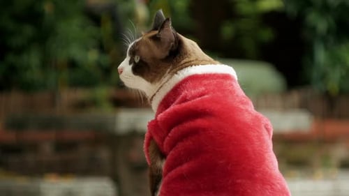 Cat Santa