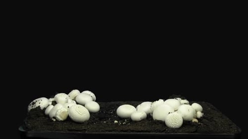 Time Lapse of Growing White Mushrooms