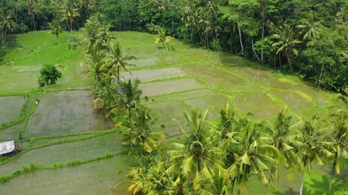 Bali, Indonesia, Aerial View of Rice Terraces