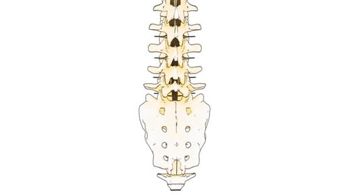 Animated Sketch Style Human Spine Anatomy Rotation