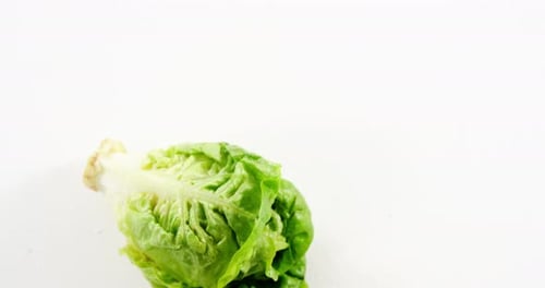 Close-up of lettuce