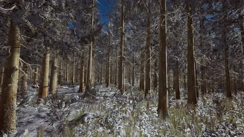 Coniferous Forest Illuminated By the Winter Morning Sun