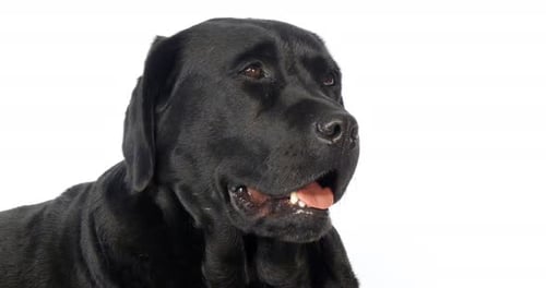 Relaxed Black Labrador Retriever in Studio Close Up