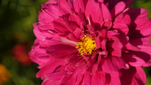 Cosmos bipinnatus Doble flor de arándano rojo color rosa carmín poco profundo DOF 4K 2160p 30fps UltraHD foo