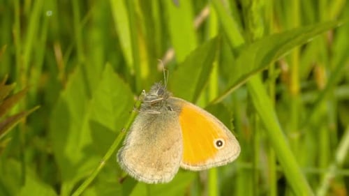 Butterfly On Flower 6