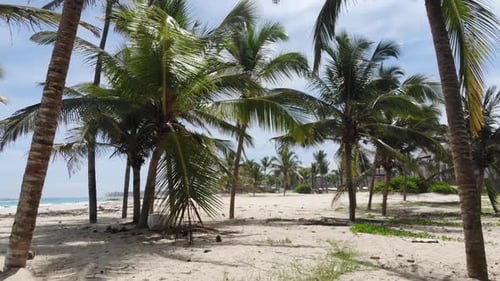 Tropical Paradise Golden Sand and Palm Tree on the Beach Sunny Day