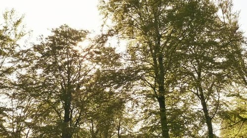 Sun Glaring Brightly on Trees in the Forest